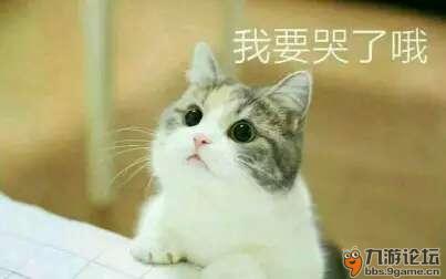 猫咪表情包