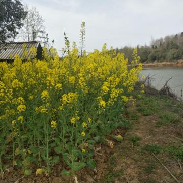 蓋山虎