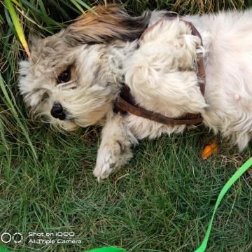 荒原己猛犸