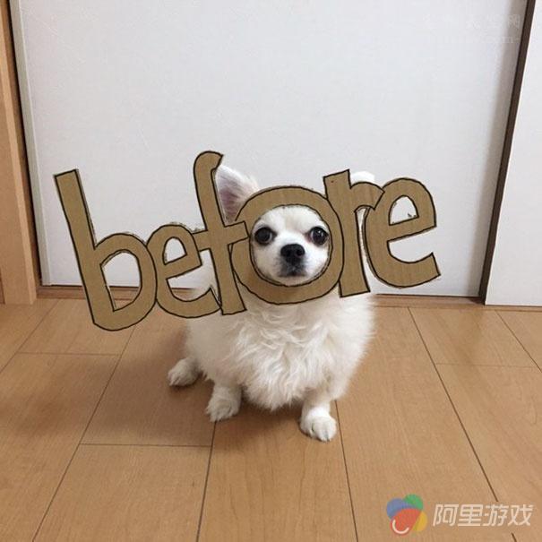 在家中无聊的时候怎么办 教你如何用狗狗玩Co