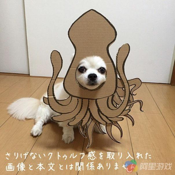 在家中无聊的时候怎么办 教你如何用狗狗玩Co