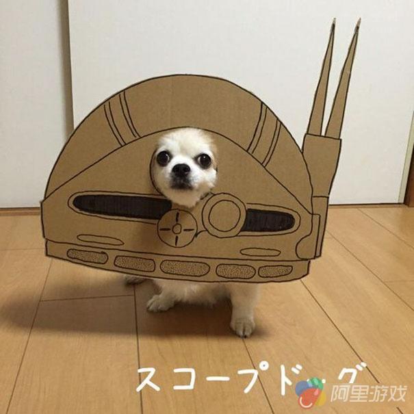 在家中无聊的时候怎么办 教你如何用狗狗玩Co